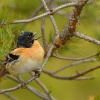 Penkava jikavec - Fringilla montifringilla - Brambling 8312